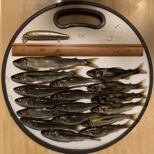 アユの釣果