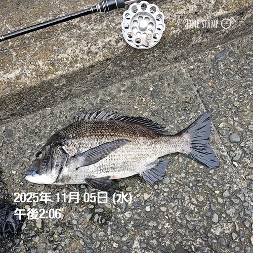 クロダイの釣果