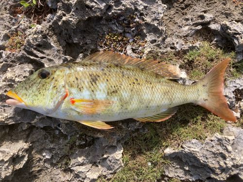 ムネアカクチビの釣果
