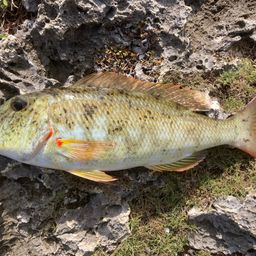 ムネアカクチビ