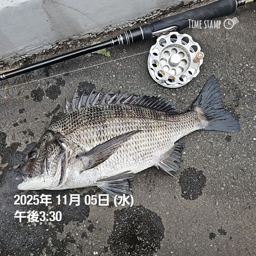 クロダイの釣果