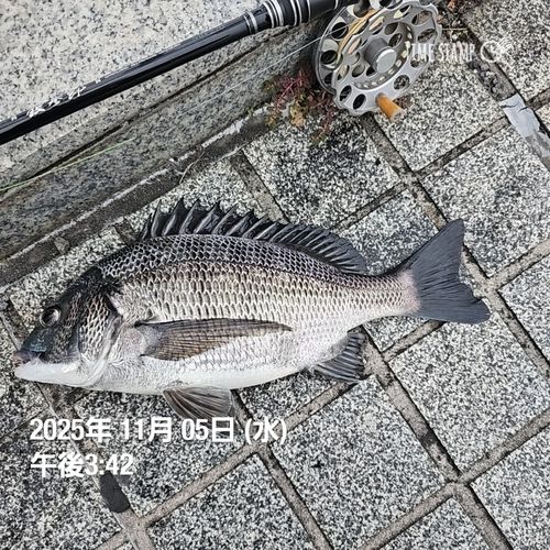 クロダイの釣果