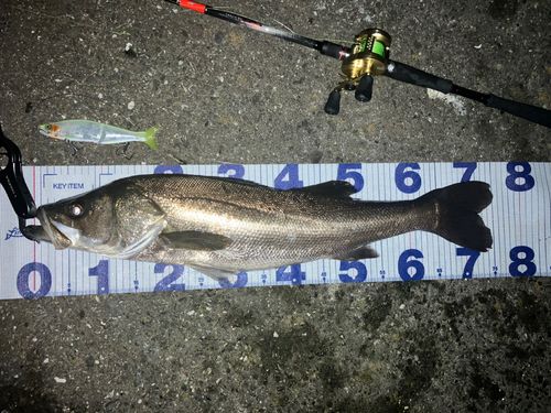 シーバスの釣果