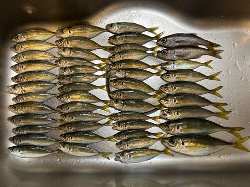 マアジの釣果