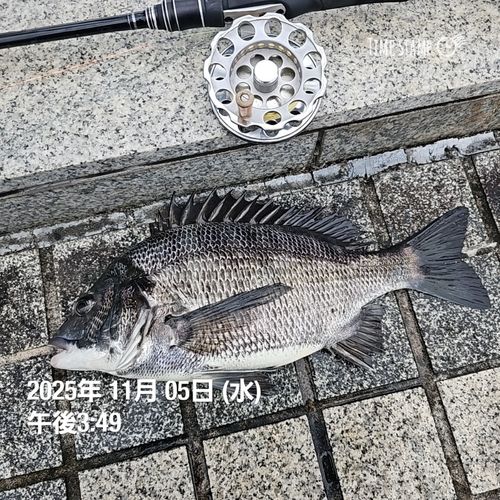 クロダイの釣果