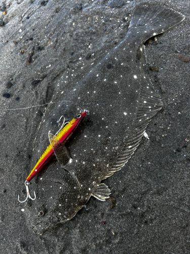 ヒラメの釣果