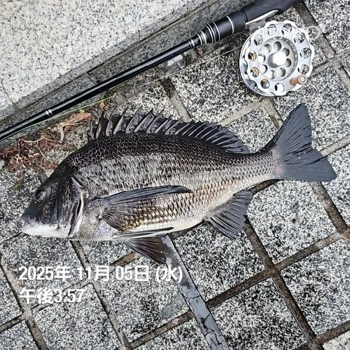 クロダイの釣果