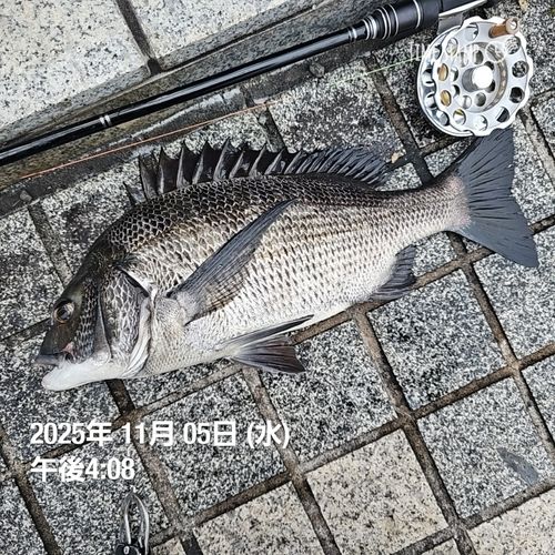 クロダイの釣果