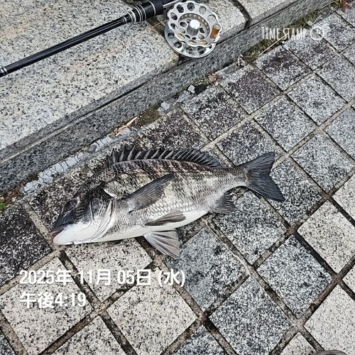 クロダイの釣果