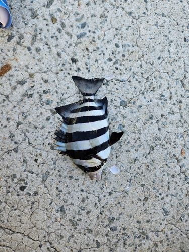 サンバソウの釣果