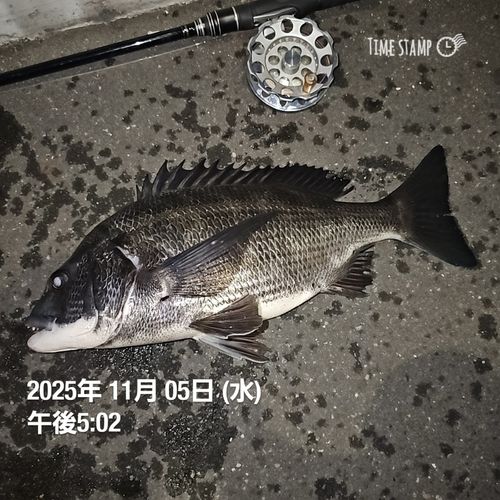 東京湾（アクアライン以北）