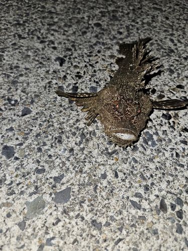 オニオコゼの釣果