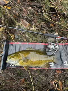 スモールマウスバスの釣果