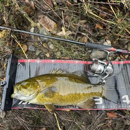 スモールマウスバス