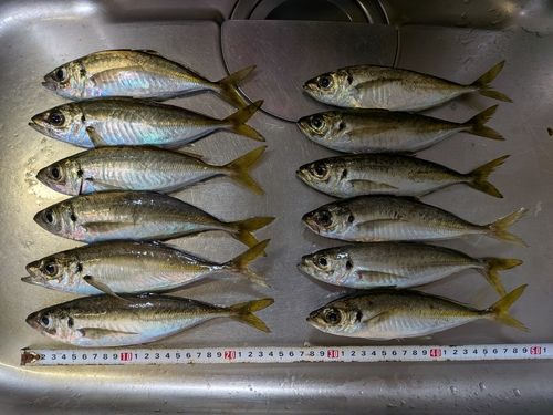 アジの釣果