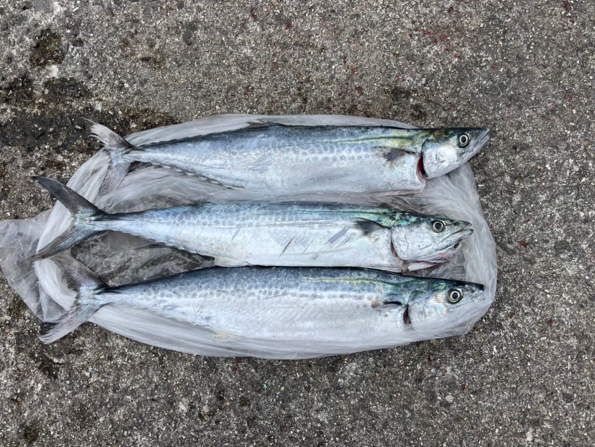 まーーーおさんの釣果 1枚目の画像