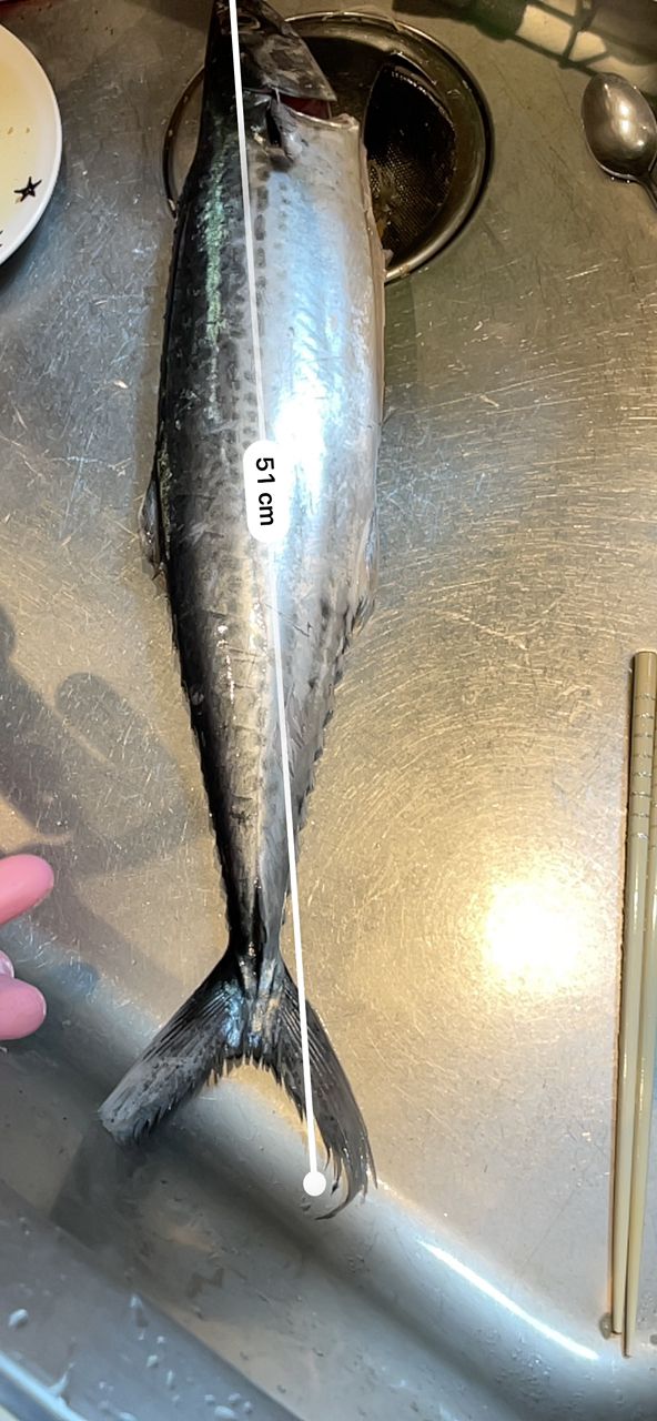 まーーーおさんの釣果 2枚目の画像