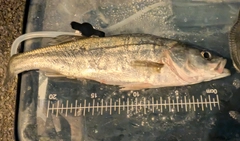 セイゴ（マルスズキ）の釣果