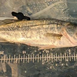 セイゴ（マルスズキ）