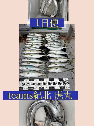 メジロの釣果