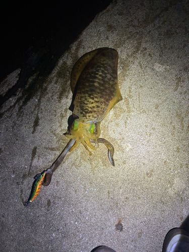 アオリイカの釣果