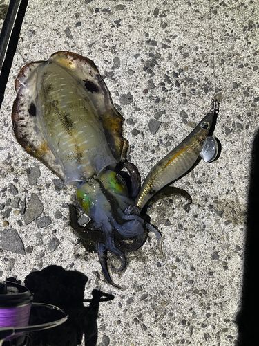 鴨池海づり公園