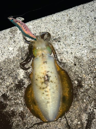 アオリイカの釣果