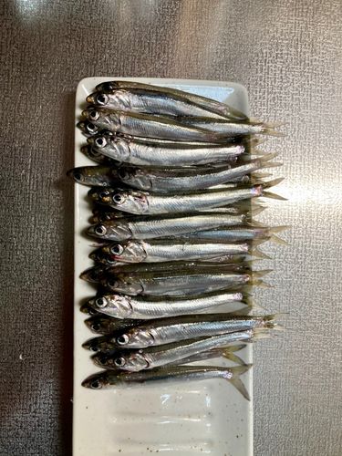 船橋港親水公園