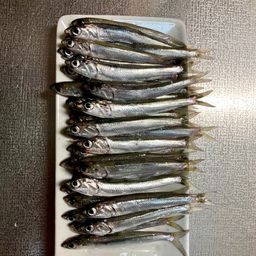 カタクチイワシ