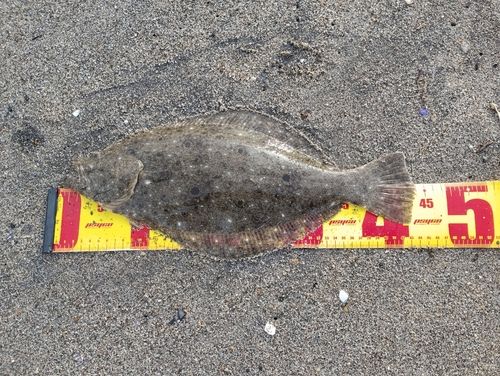 ヒラメの釣果