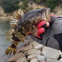 タケノコメバル