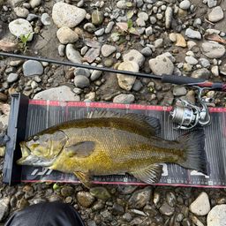 スモールマウスバス