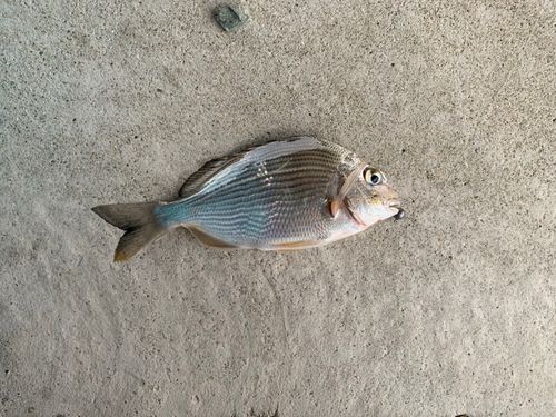 ヘダイの釣果