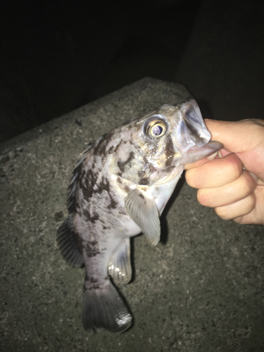 クロソイの釣果