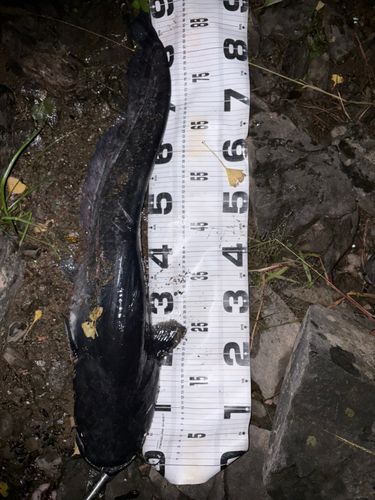 ビワコオオナマズの釣果