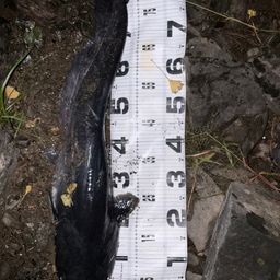 ビワコオオナマズ