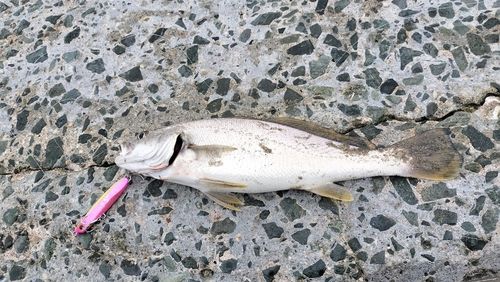 ニベの釣果