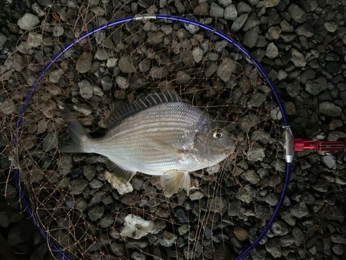 ヘダイの釣果