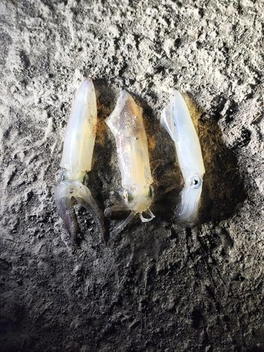 キラキラ公園（苫小牧西港）