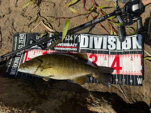 スモールマウスバスの釣果