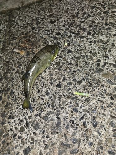 フグの釣果