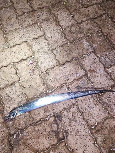 タチウオの釣果