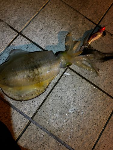 アオリイカの釣果