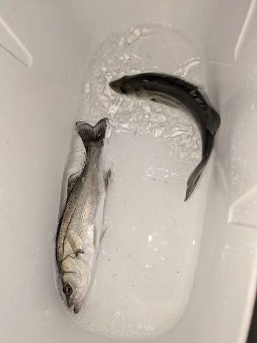 セイゴ（マルスズキ）の釣果