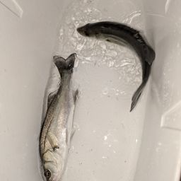 セイゴ（マルスズキ）