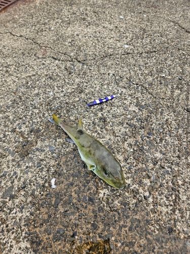 フグの釣果