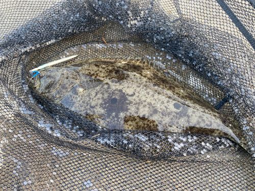 ヒラメの釣果