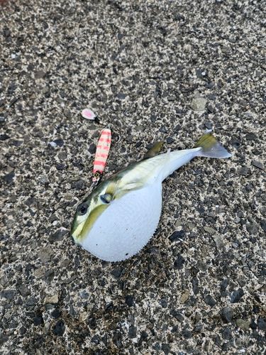 フグの釣果