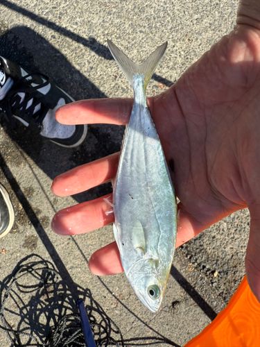 イケカツオの釣果