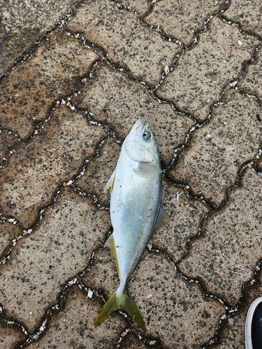 鞠山海遊パーク